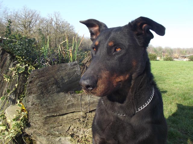 Axelle dite arès de la pointe du meingat