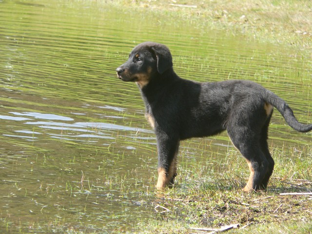 Haya Du Domaine Des Loups De Grasla