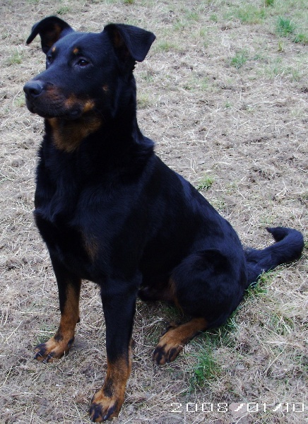 Demon Du Domaine Des Loups De Grasla