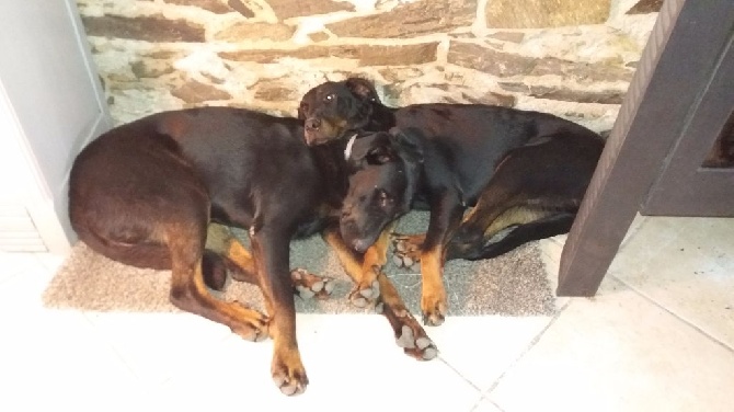 Du Domaine Des Loups De Grasla - Jess et Jedï