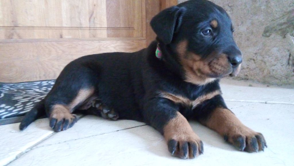 Du Domaine Des Loups De Grasla - Des chiots en pleine forme!! Pas de stress