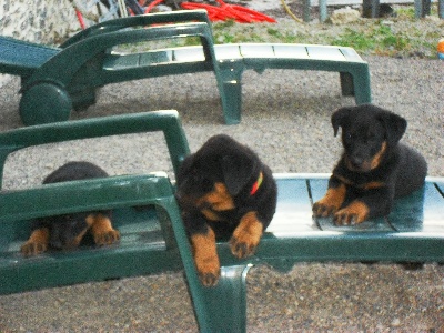 Du Domaine Des Loups De Grasla - Trop dur la vie de chiot.....