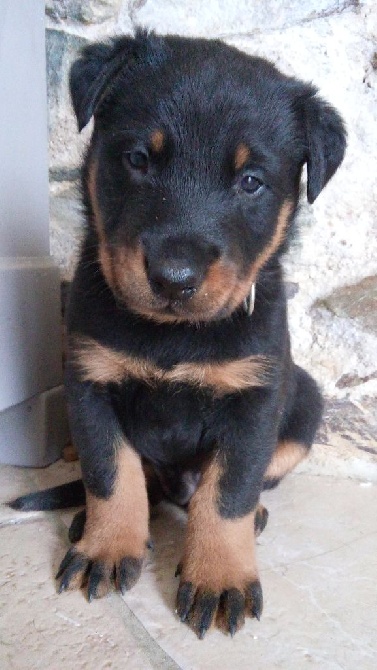 Du Domaine Des Loups De Grasla - Petite pose d'une petite Femelle..