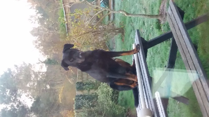 Du Domaine Des Loups De Grasla - JEDI