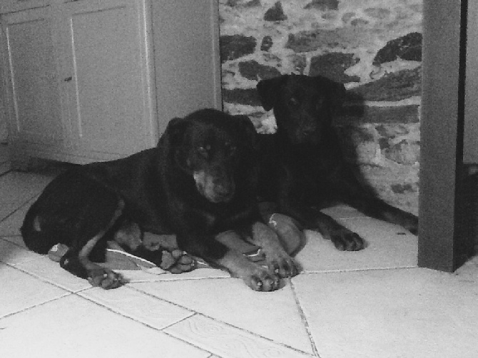 Du Domaine Des Loups De Grasla - colt et Jedi