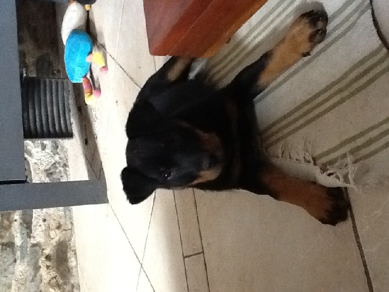 Jess