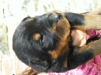 CHIOT 