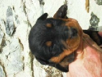 CHIOT 