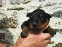 CHIOT