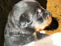 CHIOT 