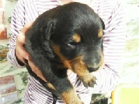 CHIOT