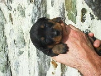 CHIOT 
